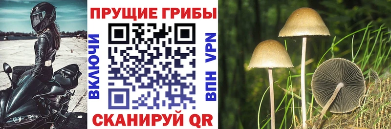 Псилоцибиновые грибы прущие грибы  где можно купить наркотик  Гурьевск 